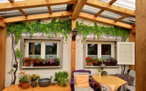 Weinranke in der Gartenlaube